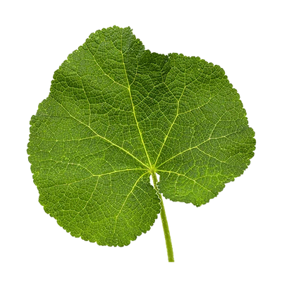 Chlorophyll Extract
